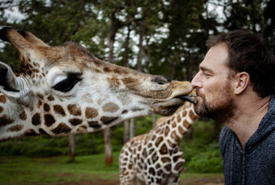 Portrait of man feeding a giraffe and getting a kiss