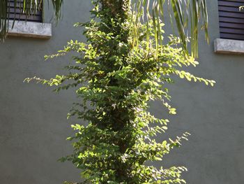 Plant growing against building