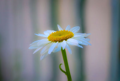 Close-up of white flower