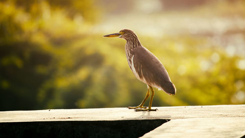 Close-up of bird perching on railing