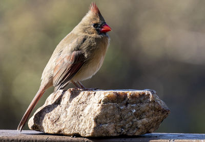 Close-up of bird perching on rock