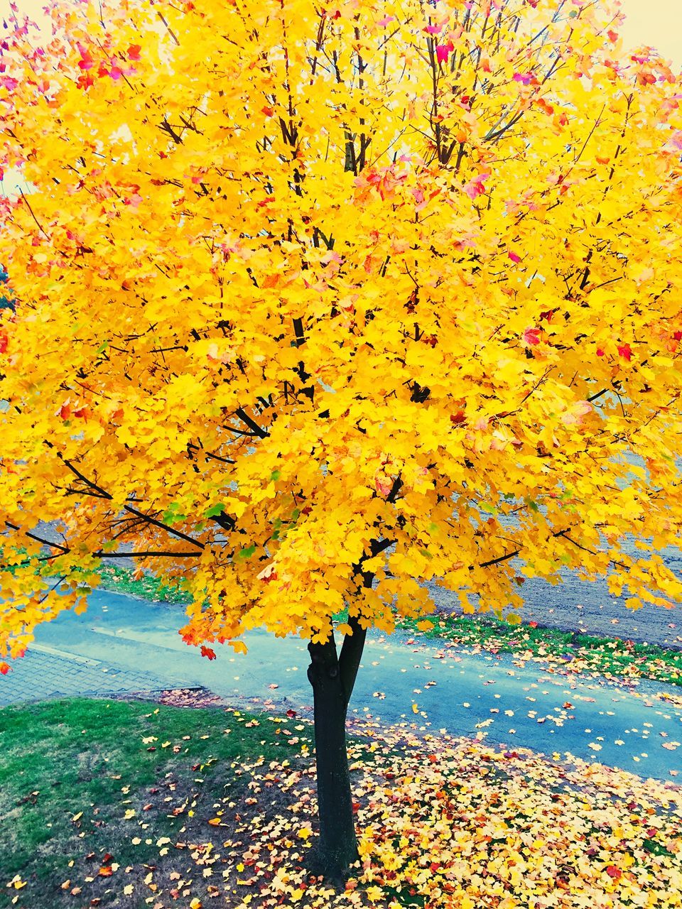 LOW ANGLE VIEW OF PERSON STANDING IN AUTUMN LEAVES