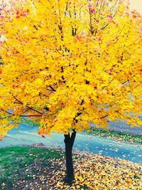 Low angle view of person standing on yellow autumn leaves