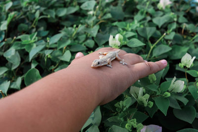 Cropped image of hand feeding on green leaves