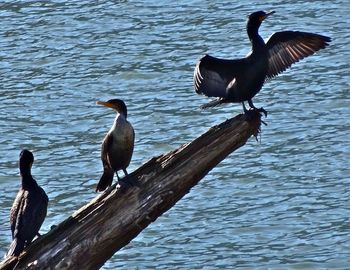 Birds in water