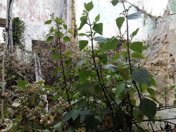 Close-up of ivy growing on tree