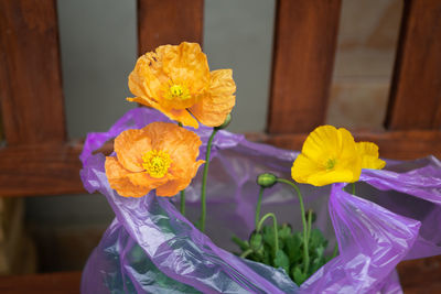 Close-up of yellow flowering plant