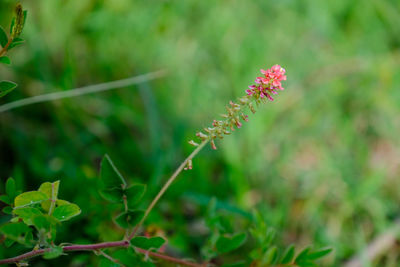 Close-up of flowering plant