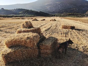 View of a horse on field