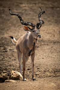 Male greater kudu stands by small rock