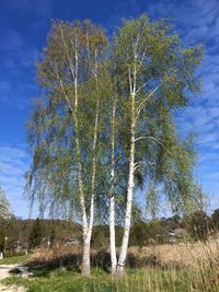Trees on field against sky