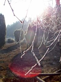 Close-up of frozen plant during winter