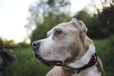 Close-up of dog looking away