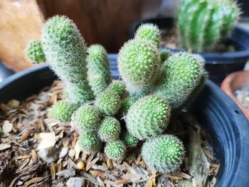 High angle view of succulent plant