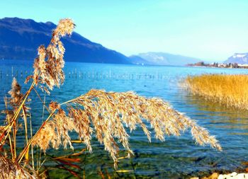 Scenic view of lake and mountains against clear sky