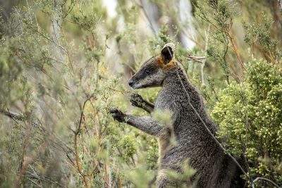 Low angle view of squirrel on tree