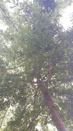 Low angle view of tree against sky