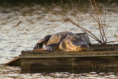 Alligator on wood by lake
