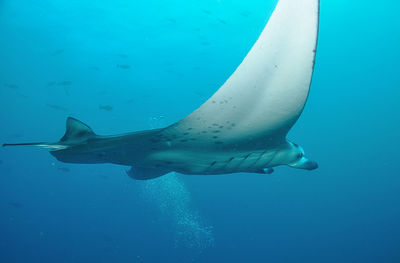 Close-up of fish swimming in sea