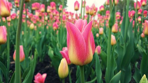 Close-up of pink crocus flowers on field