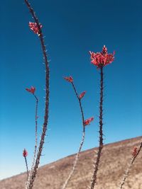 Low angle view of red flowering plant against sky