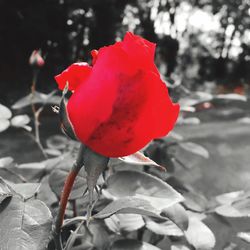 Close-up of red poppy blooming outdoors