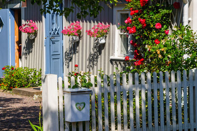 Blooming garden with a mailbox on the fence