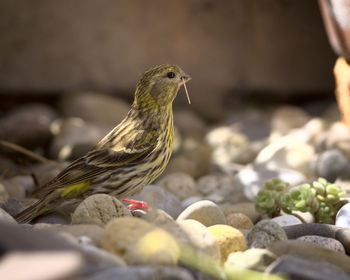 Close-up of bird perching on rock