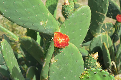 Close-up of succulent plant