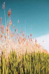 Close-up of stalks in field against clear sky