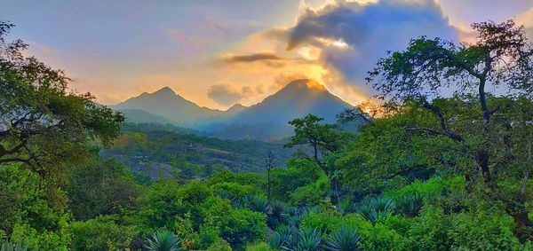 Scenic view of forest against sky during sunset