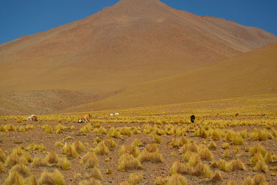 Scenic view of desert against sky