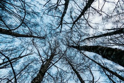 Low angle view of bare tree against sky