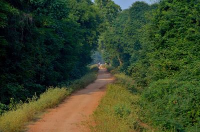 Empty road along trees in forest