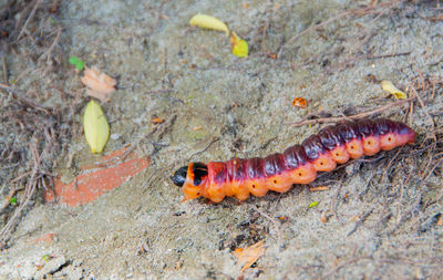 Close-up of insect on land