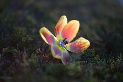 Close-up of orange crocus flower on field