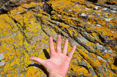 Cropped image of hand holding dry leaves