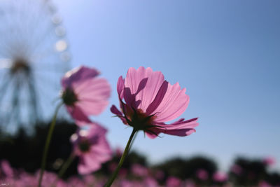 Close-up of pink flower against sky