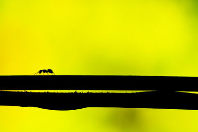 Close-up of insect perching on yellow flower