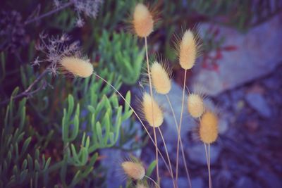 Close-up of yellow dandelion