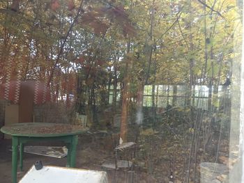 Trees growing in the dark