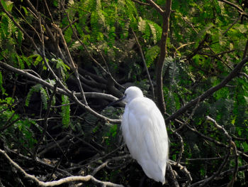 bird