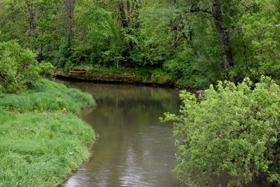 Scenic view of lake amidst trees in forest