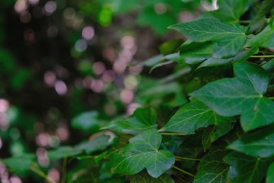 Close-up of green leaves