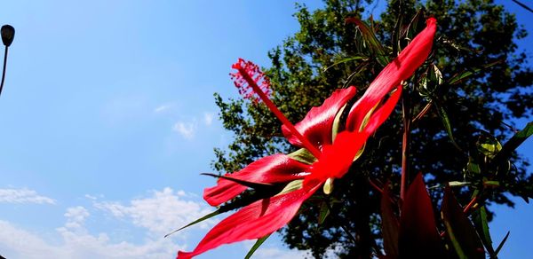 Low angle view of red flowering plant against sky