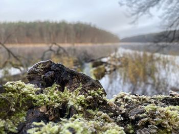 Close-up of moss on rock