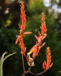 Close-up of red flowering plant