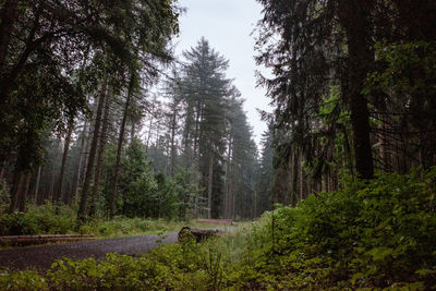 Pine trees in forest