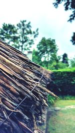 Low angle view of tree against sky