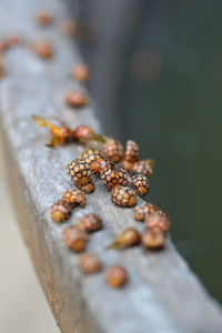 Close-up of insect on rusty wood